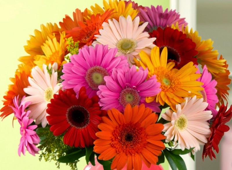 Most Popular Flowers health,disease and genetics: gerbera flower - the fifth most Most Popular Flowers health,disease and genetics: gerbera flower - the fifth most