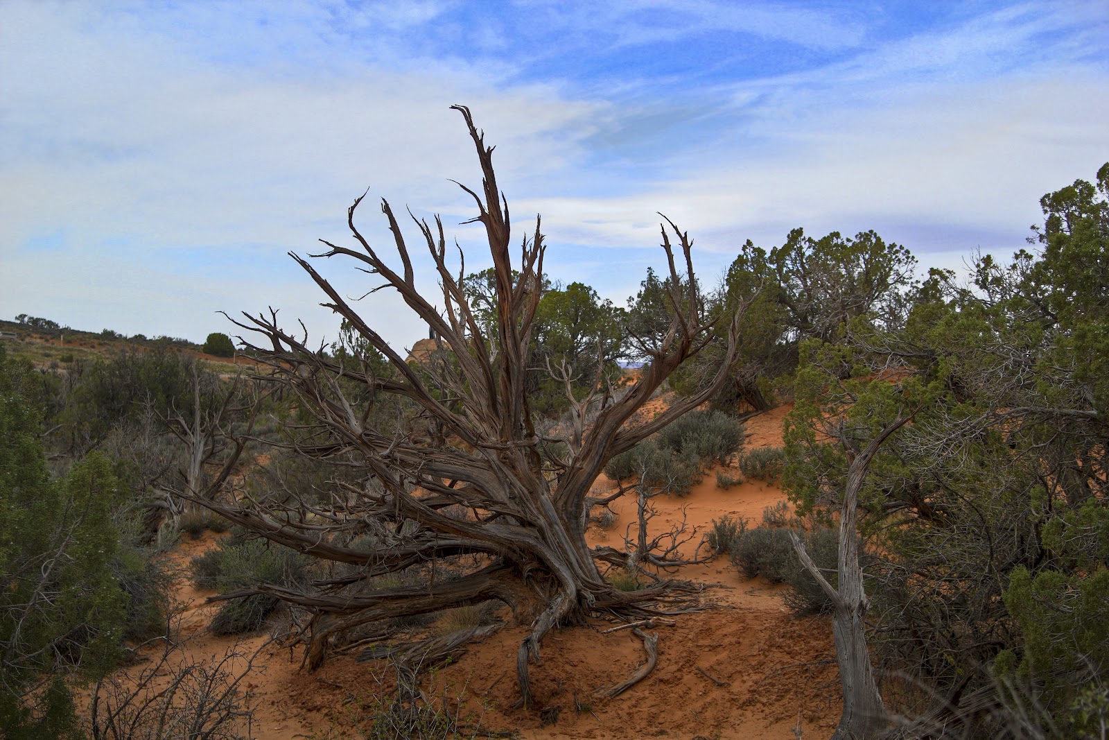Jay Vee Kay Photography Trees in the desert