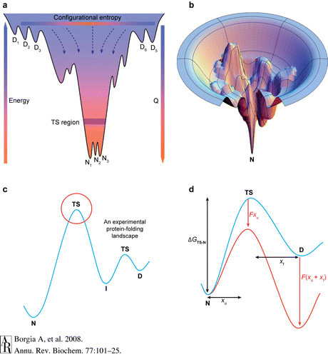 Protein Folding