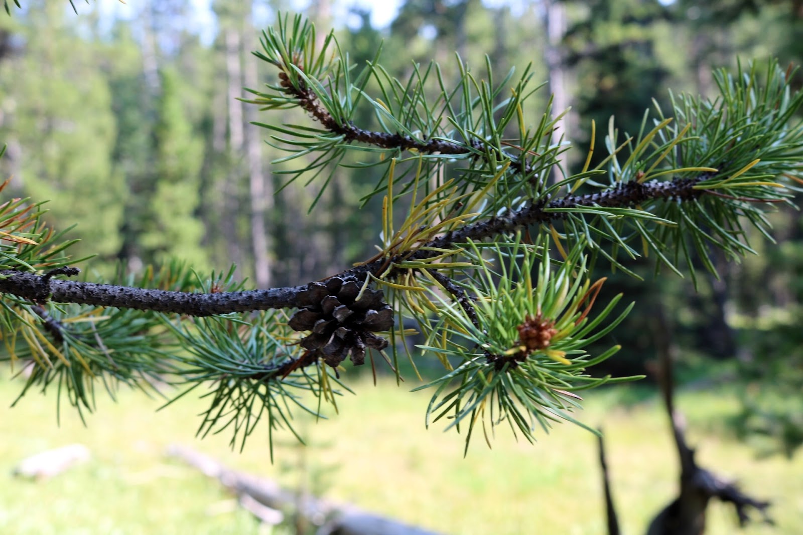 Do All Gymnosperms Have Needle Like Leaves at Jerry Jantzen blog