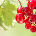 Wallpaper HD Nature Fruits Cherries
