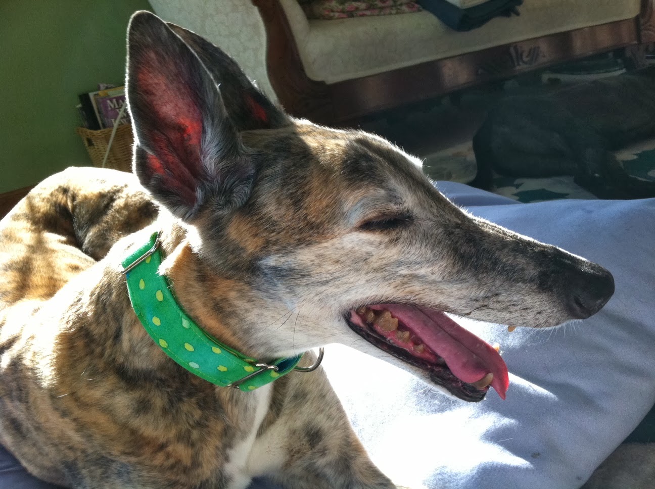 Northern Lights Greyhound Adoption Dog Blog Amazing Greyhound Ears