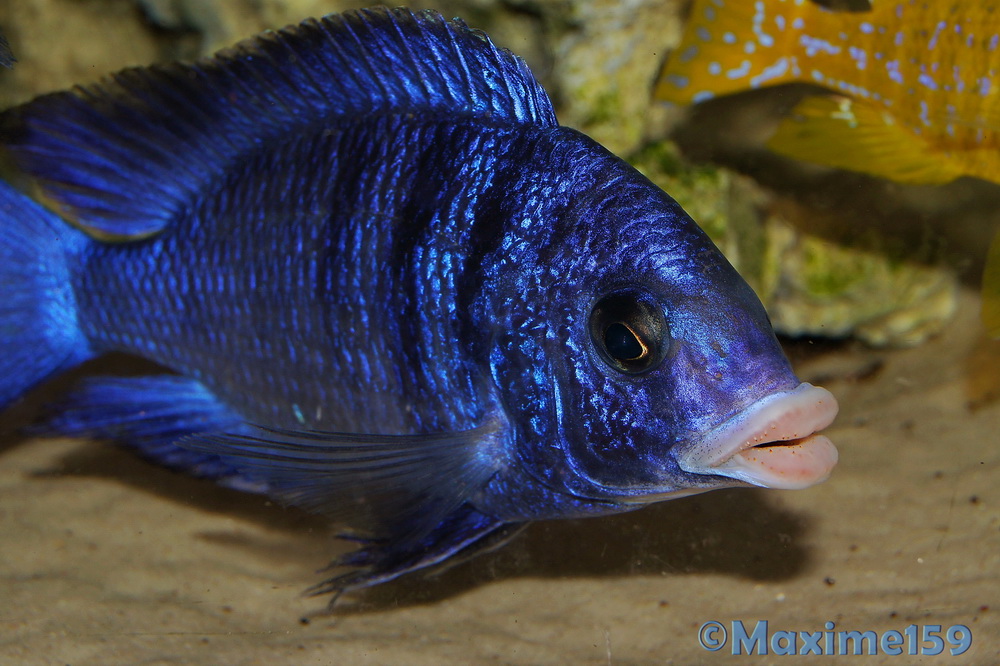 Cichlidsparadise Haplochromis du lac Malawi