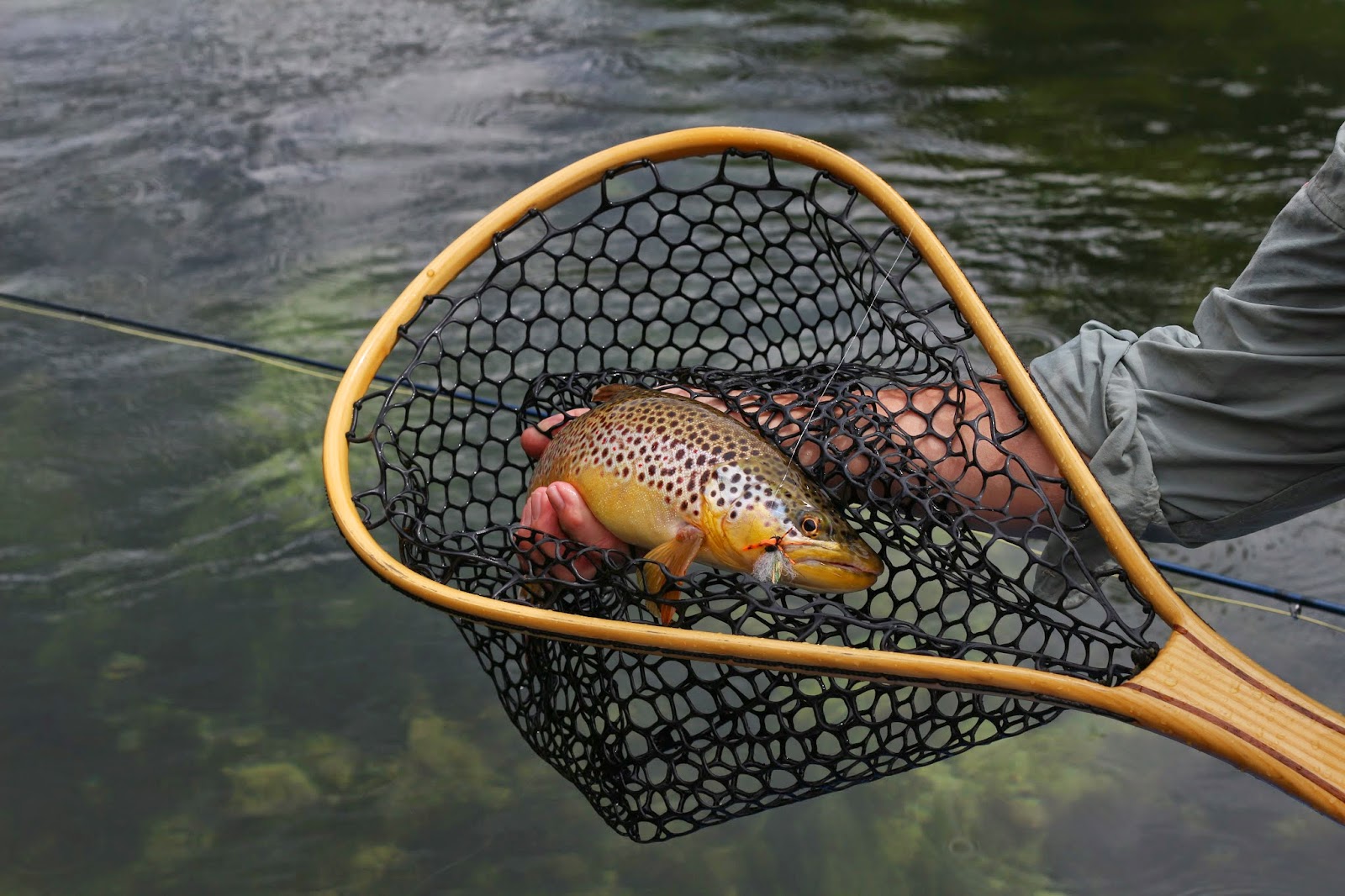 Green+river+flyfishing+during+Cicada+hatch+in+june+2014++with+Jay+Scott+Outdoors+7.JPG