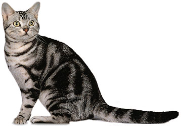 Life Of Animals Animal Life In The Wild American Shorthair