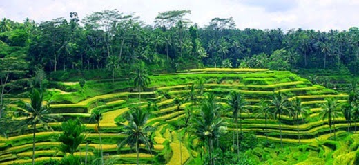 Ubud Bali - Sawah Tegalalang Ubud,Gambar Wisata Ubud Bali, Ubud, Ubud Bali, tempat wisata di ubud bali, wisata di ubud bali, tempat wisata menarik di ubud bali, tempat wisata ubud bali, wisata ubud di bali, wisata ubud bali indonesia, wisata kuliner di ubud bali, tempat wisata di sekitar ubud bali, tempat wisata daerah ubud bali, tempat wisata ubud di bali, objek wisata ubud bali, wisata daerah ubud bali, wisata sekitar ubud bali, wisata kuliner ubud bali, tempat wisata alam di ubud bali, wisata ke ubud bali, peta wisata ubud bali, tempat wisata sekitar ubud bali, paket wisata ke ubud bali, wisata pantai ubud bali, lokasi wisata di ubud bali, paket wisata di ubud bali, lokasi wisata ubud bali, gambar wisata ubud bali, destinasi wisata di ubud bali, wisata alam ubud bali, daftar wisata di ubud bali, tempat wisata favorit di ubud bali, wisata yang ada di ubud bali, tujuan wisata ubud bali, daerah wisata sekitar ubud bali, tempat wisata yang ada di ubud bali, kawasan wisata ubud bali, wisata apa saja di ubud bali, wisata kuliner halal di ubud bali, alamat wisata ubud bali, objek wisata yang ada di ubud bali, wisata di sekitar ubud bali, tujuan wisata di ubud bali, wisata gajah di ubud bali, wisata rafting di ubud bali, foto wisata ubud bali, info wisata ubud bali, tempat wisata dekat ubud bali, tempat wisata yang menarik di ubud bali, biaya wisata ke ubud bali, nama tempat wisata di ubud bali, wisata terkenal di ubud bali, wisata sepeda di ubud bali, tempat wisata terkenal di ubud bali, kawasan wisata di ubud bali, tempat wisata daerah ubud bali, tempat wisata dekat ubud bali, tempat wisata menarik di ubud bali, tempat wisata terkenal di ubud bali, tempat wisata favorit di ubud bali, tempat wisata yang ada di ubud bali, tempat wisata yang menarik di ubud bali, tempat wisata alam di ubud bali, nama tempat wisata di ubud bali, tempat wisata daerah ubud bali, objek wisata daerah ubud bali, objek wisata di daerah ubud bali, tempat wisata dekat ubud bali, tempat wisata sekitar ubud bali, wisata alam ubud baliwisata alam di ubud bali, tempat wisata alam di ubud bali, wisata alam di ubud bali wisata alam ubud bali, tempat wisata alam di ubud bali, tempat wisata alam di ubud bali, wisata alam di ubud bali,