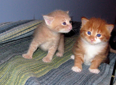 Peeta and Gale, 4 weeks Peeta and Gale, 4 weeks