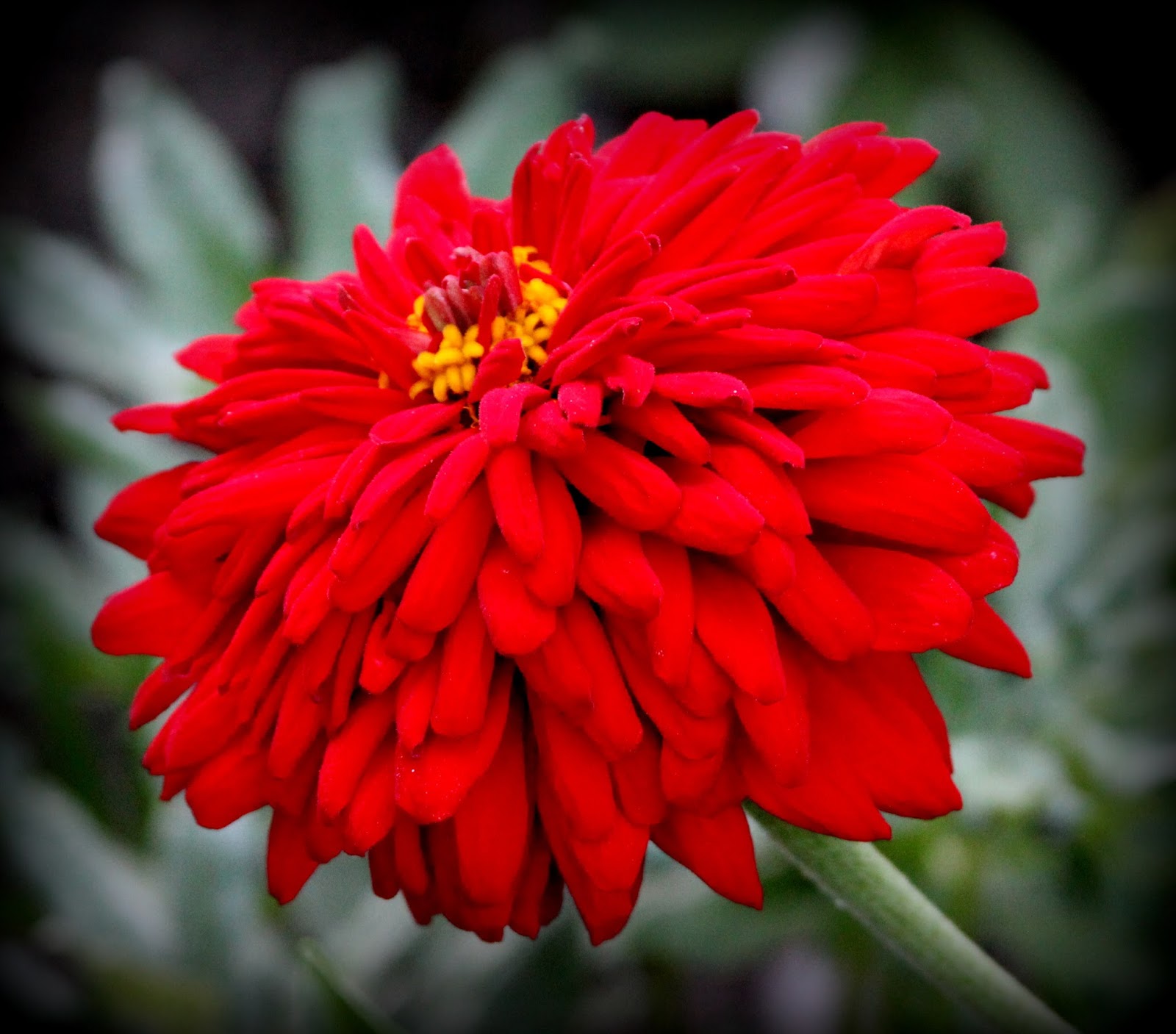 RED ARRANGEMENTS FALL ZINNIAS They come in a variety of blooms, but