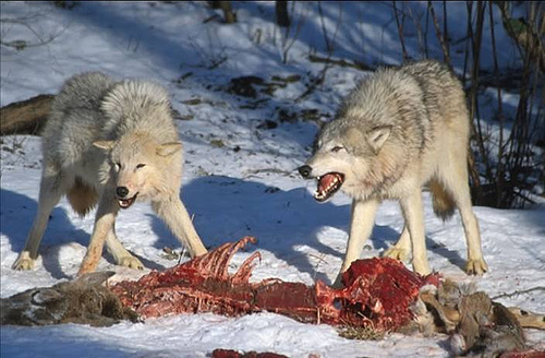 a wolf eating