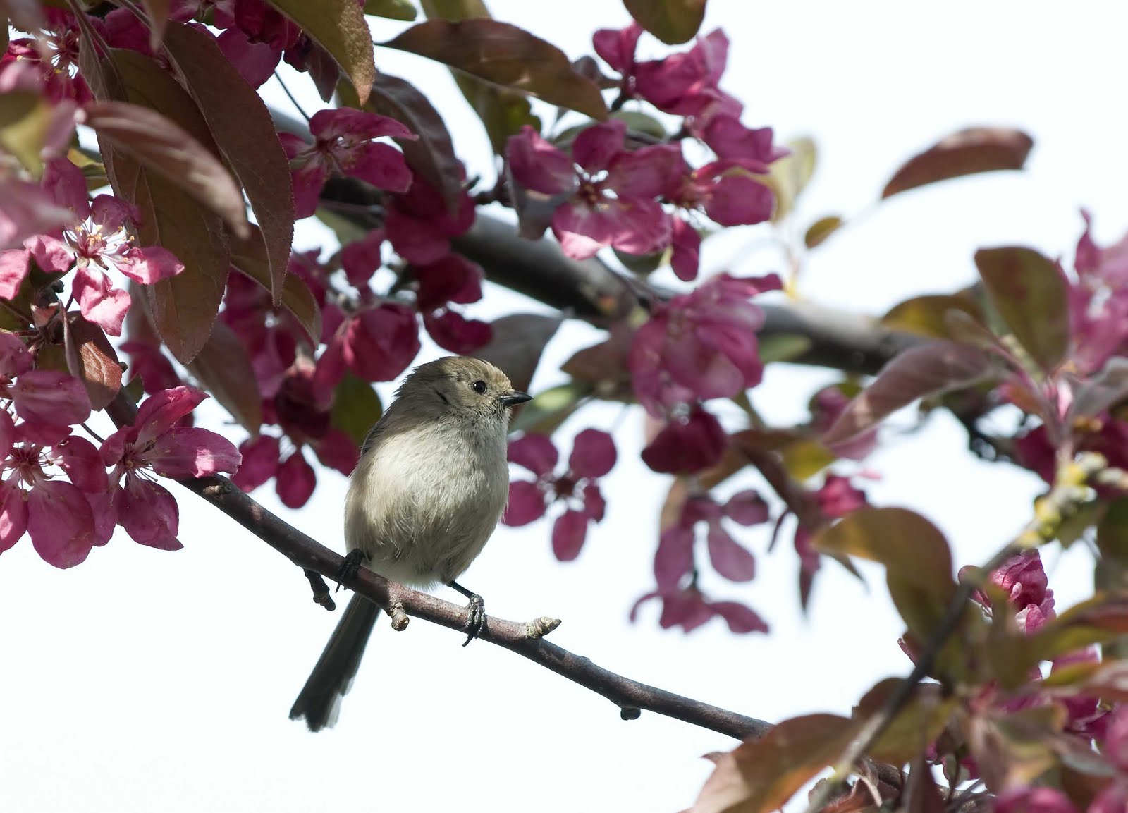 Alasdair Turner Photography Seattle Backyard Birds and How to Attract