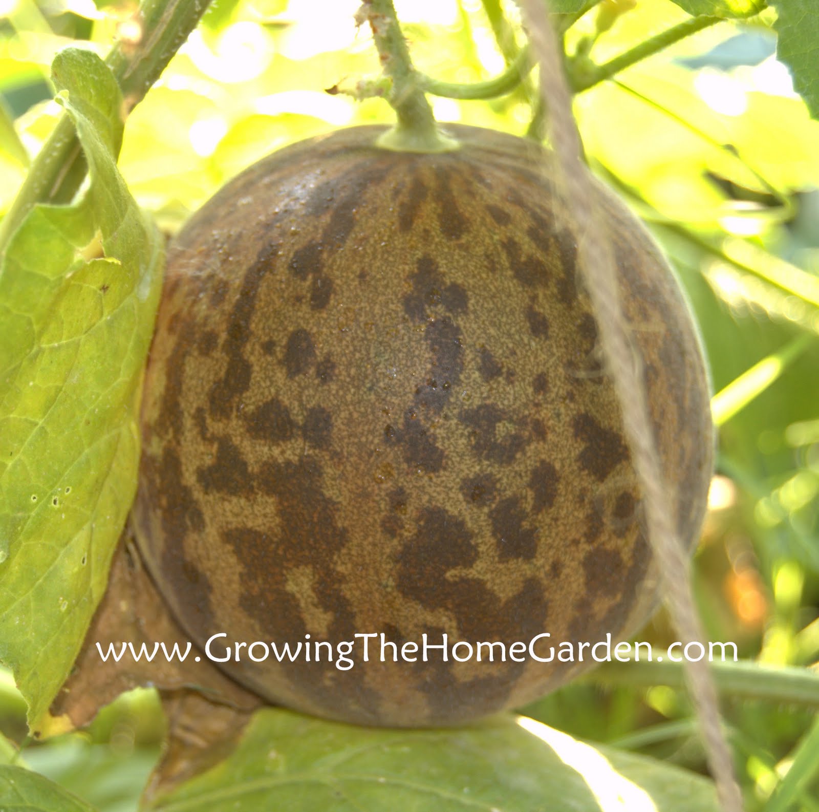 ‘Tigger’ Melon Light and Sweet Growing The Home Garden