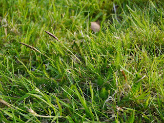 Whorled Caraway leaves in the grass