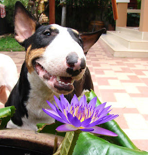 ดอกบัว กับ Bull Terrier แพนเค๊ก บูลเทอร์เรีย Bull Terrier แพนเค๊ก บูลเทอร์เรีย