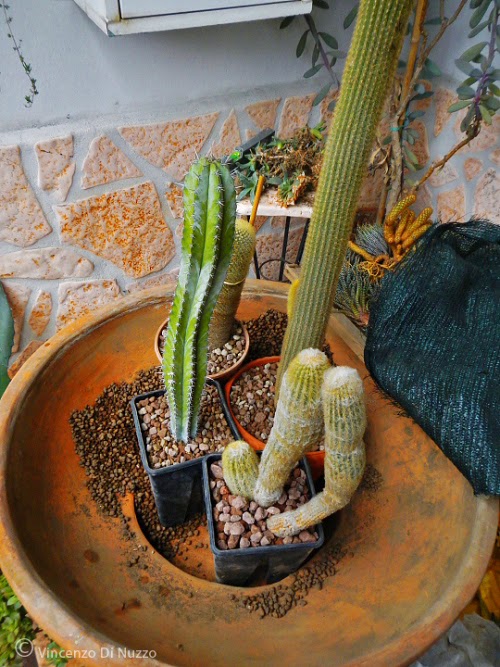 In un giardino: composizione di piante grasse Vaso per cactus grande