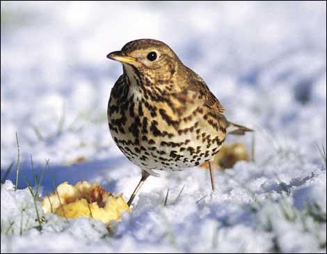 song thrush bird funny animal song thrush bird funny animal