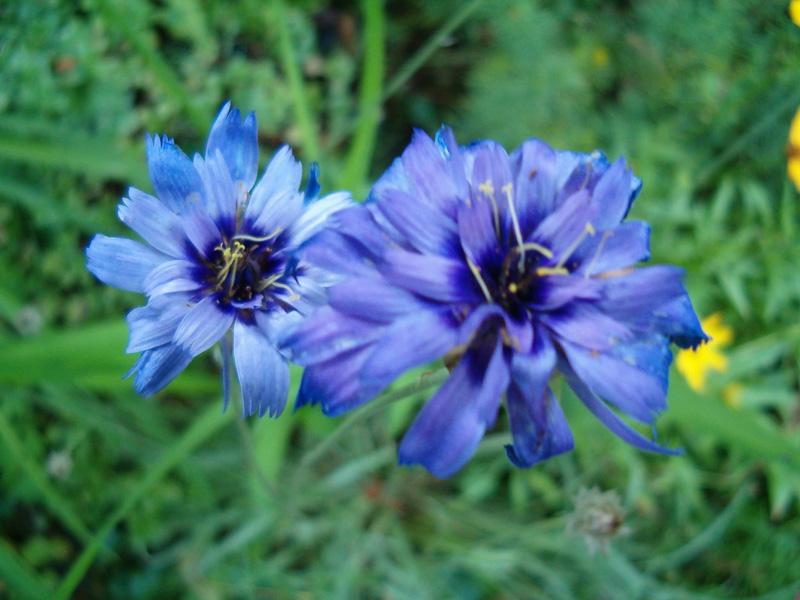 Best Wedding Flowers: Types Of Blue Flowers