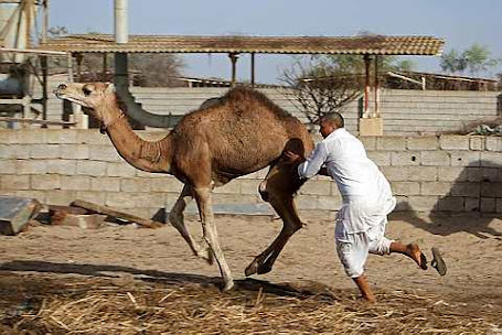 tries to stop a camel