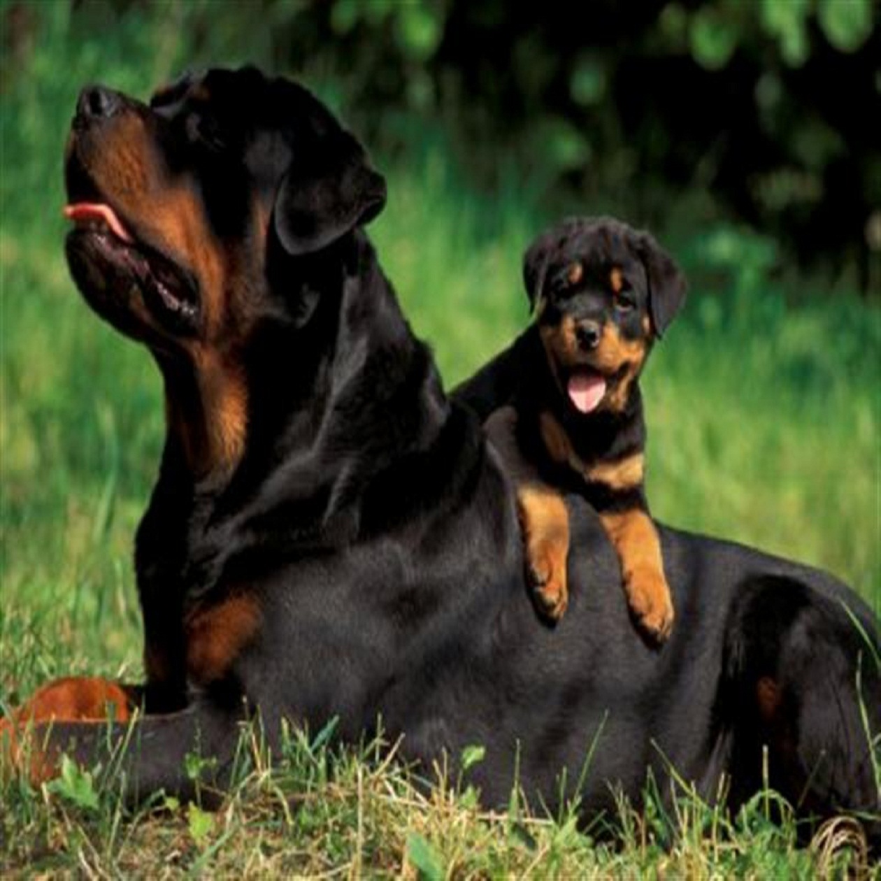 characteristics of a rottweiler temperament of rottweiler many characteristics of a rottweiler temperament of rottweiler many
