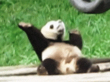 http://4.bp.blogspot.com/-OSvn9TJ4eKE/UtkIdLjnuYI/AAAAAAAAJdw/U7wP8_K609o/s1600/Dancing+Animal+Gifs+%2816%29.gif