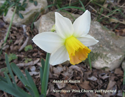 Annieinaustin, pink charm daff just opened
