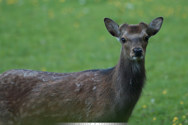 Sikahert - Sika Deer - Cervus nippon