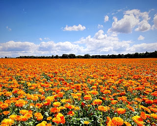 How to Start a Marigold Farming Business