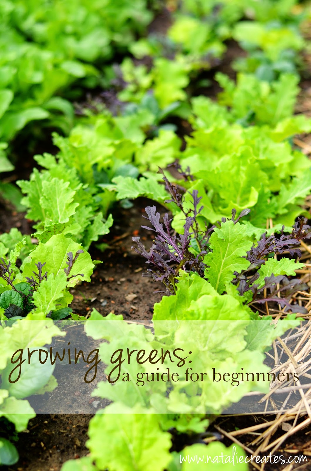 natalie creates growing greens a beginner's guide