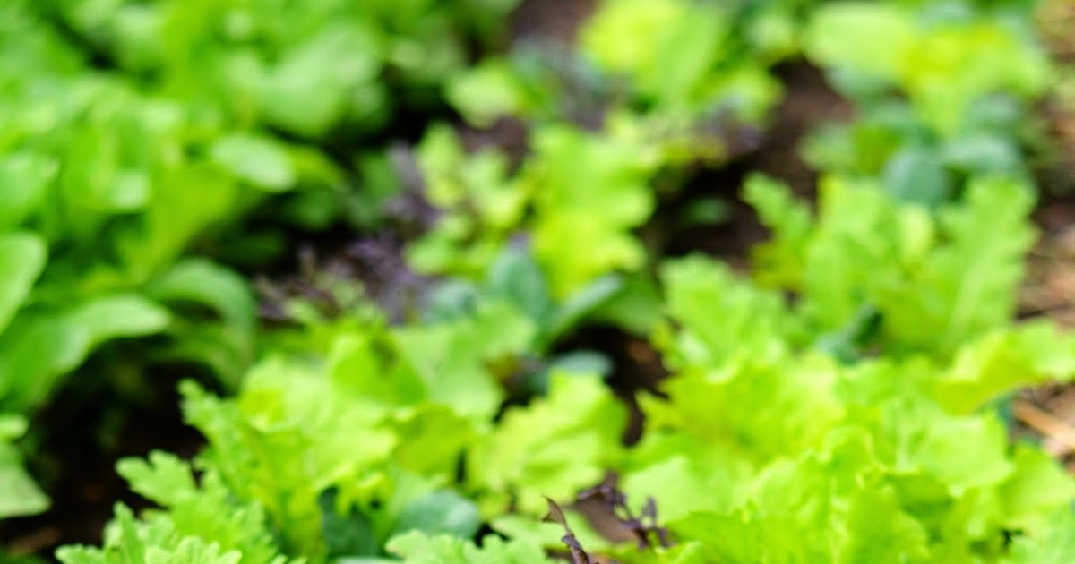natalie creates growing greens a beginner's guide