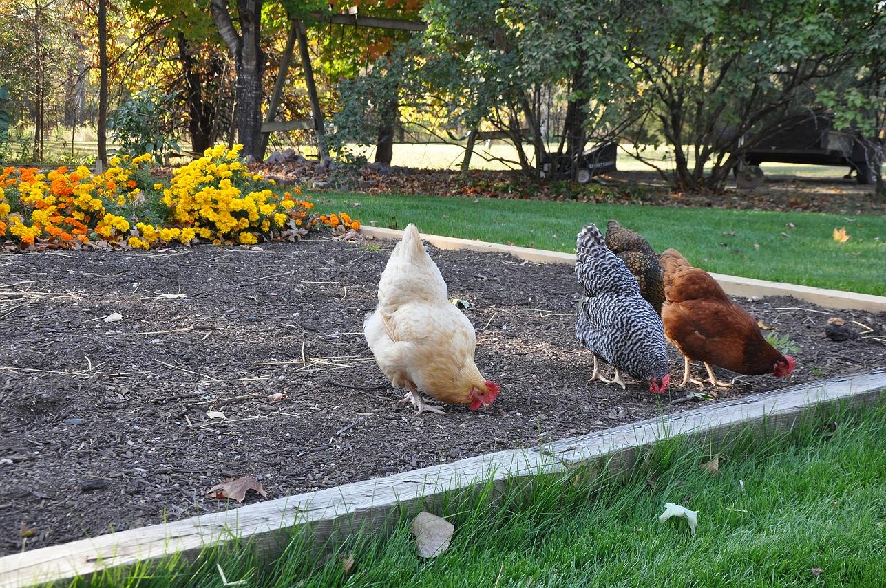 Gardening with Chickens Part 3 Community Chickens