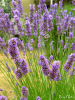 lavender pancreas