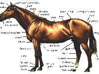 Horse Parts Diagram Horse Parts Diagram