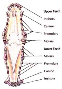 The Dog Diary: Tannhelse og tannstell chihuahua teeth diagram 