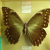 Morpho hercules