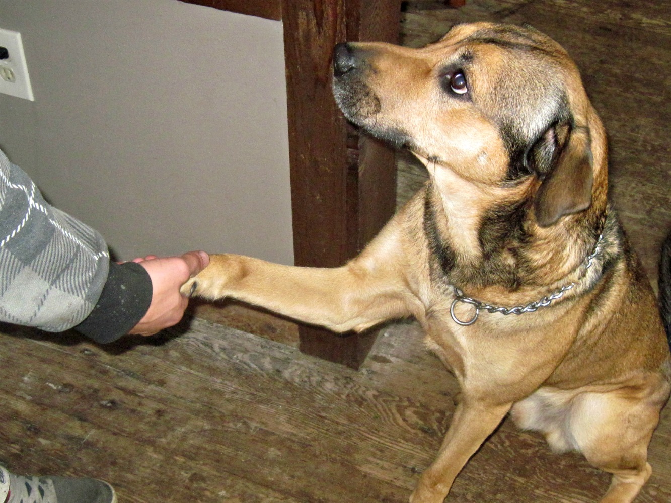 Introducing Cesar Cookie Crunchies Treats for Dogs Outnumbered 3 to 1