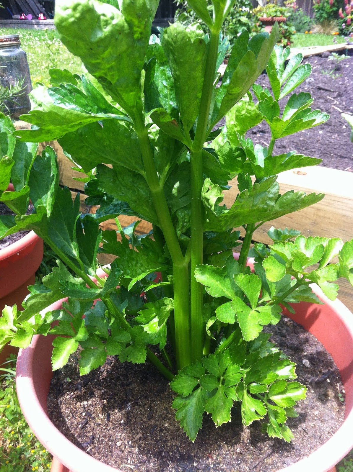 Eco Journey in the Burbs Kitchen Scraps Garden