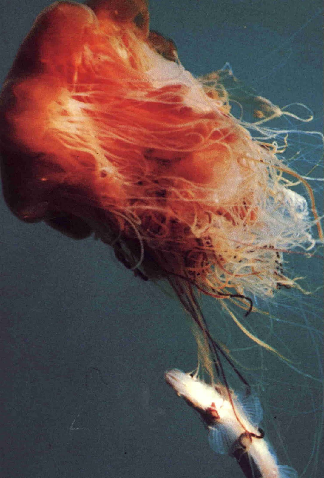 VISTA Investigators Do jellyfish poop?