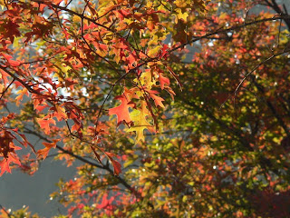 autumn leaves north florida copyright kerry dexter