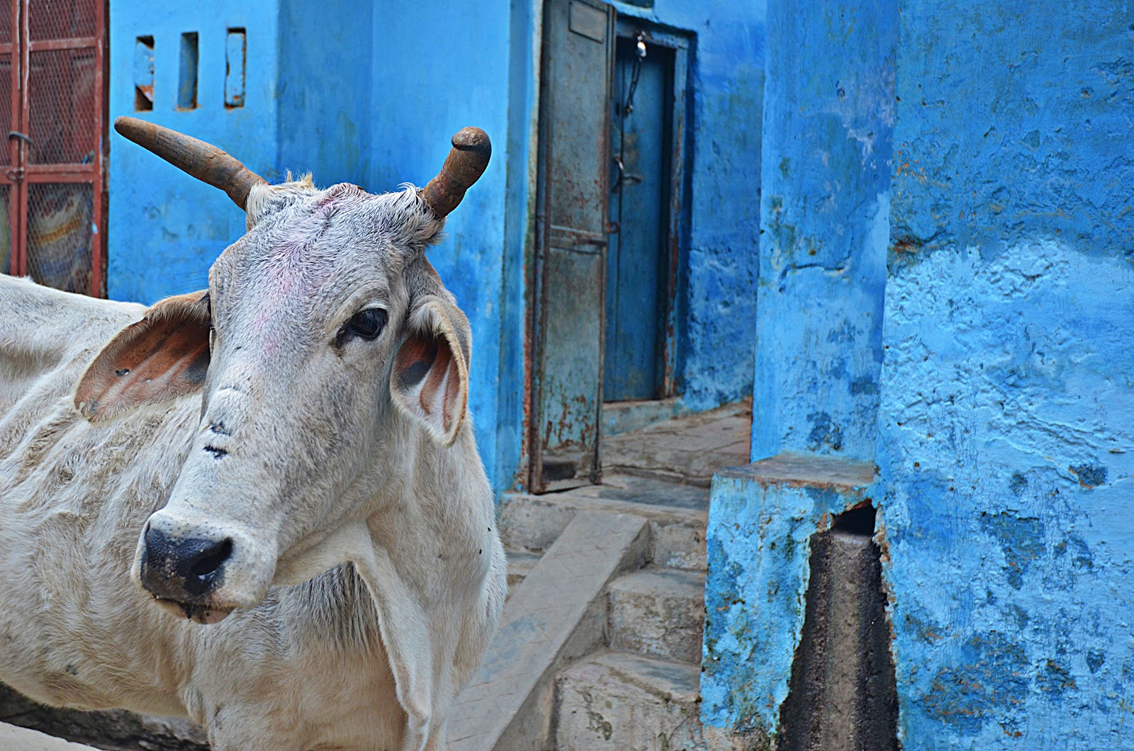 IndiOdyssey: Holy Cow - Watercolor