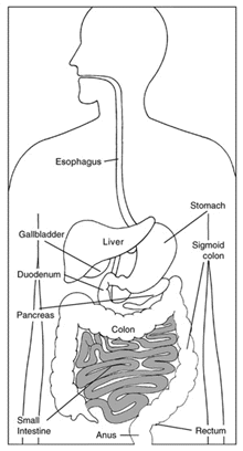 Marina's Bio Blog: Digestion