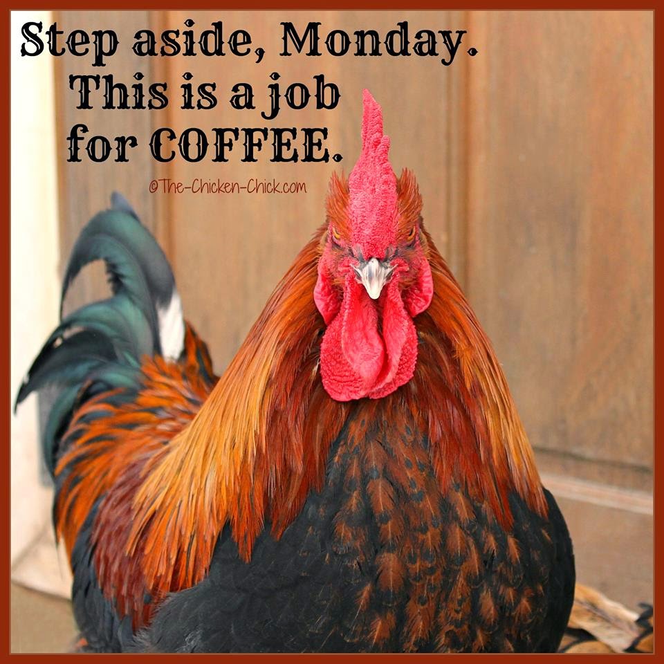Flock Focus Friday with The Chicken Chick ® Step aside, Monday. This is a job for COFFEE. (Black Copper Marans cockerel)