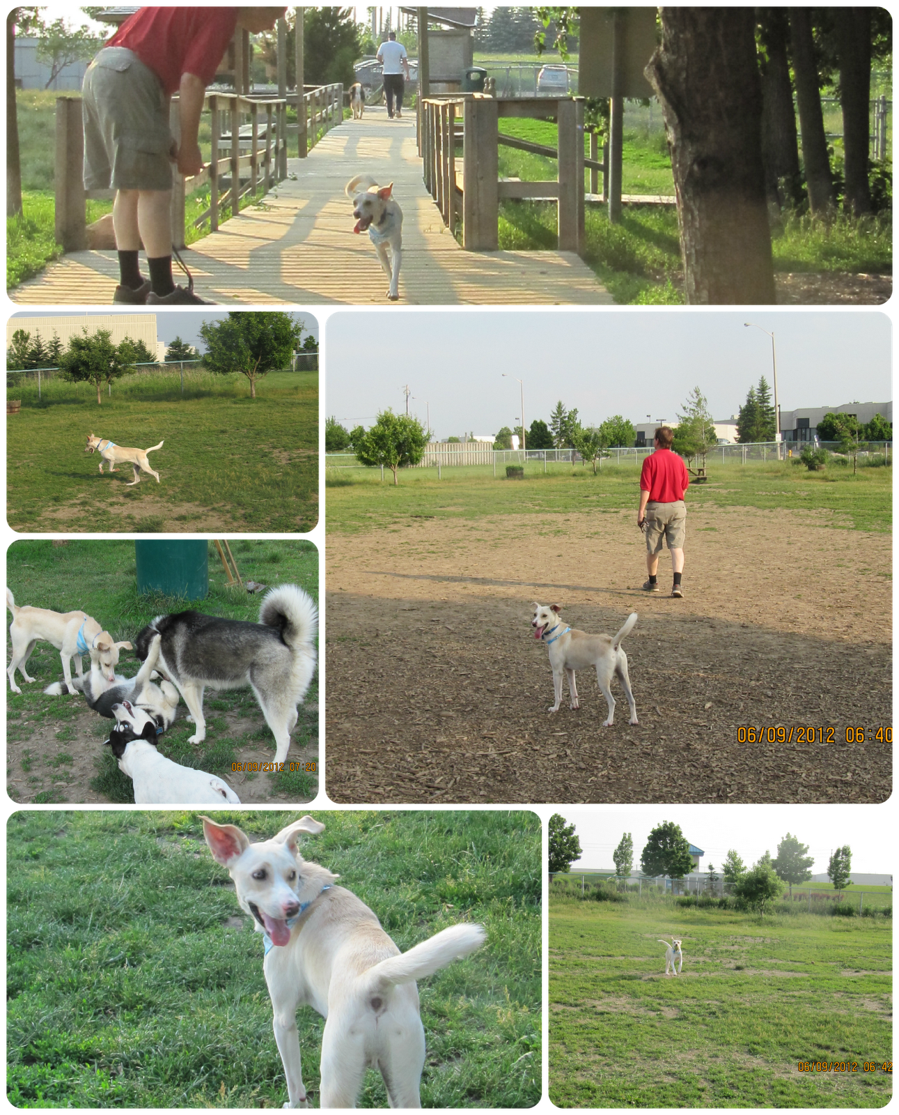 welcome to my foster dog blog caleb at toto park in welcome to my foster dog blog caleb at toto park in