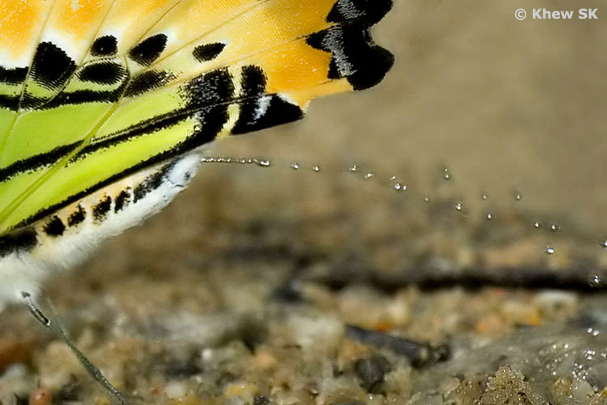 Butterflies of Singapore Butterfly Bubbles