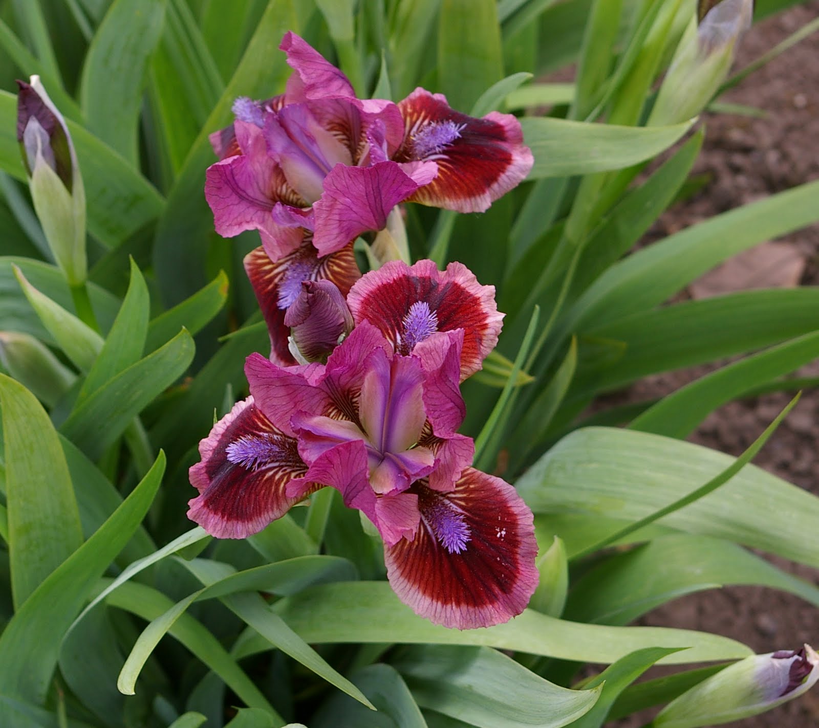 Great Bulbs and Perennials: Fall 2011 Early Blooming Iris'