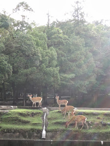 Kasuga Yama Primeval forest deer