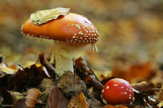 AMANITA MUSCARIA ( REIG BORD )