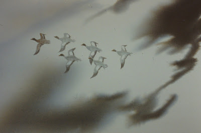 Birds in Flight Formation, Edzell Skies, Scotland - Watercolor by F. Lennox Campello, c. 1990 Birds in Flight Formation, Edzell Skies, Scotland - Watercolor by F. Lennox Campello, c. 1990