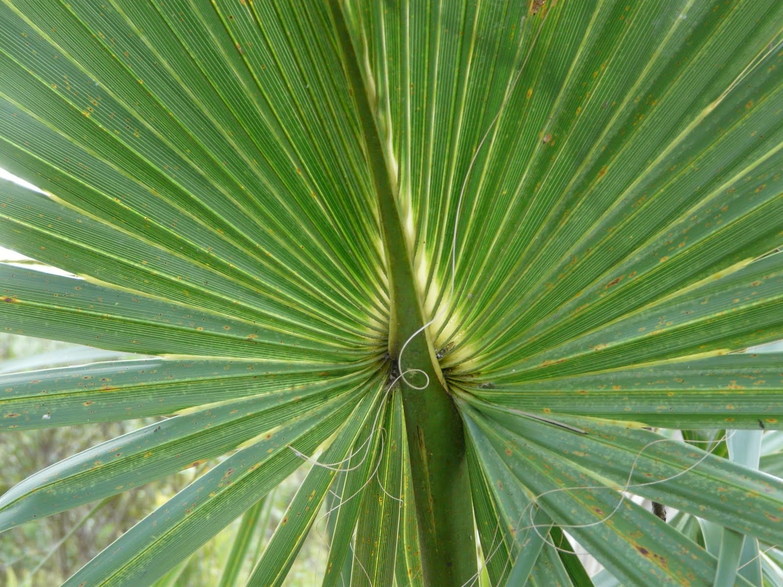 A Tribute to Saw Palmettos