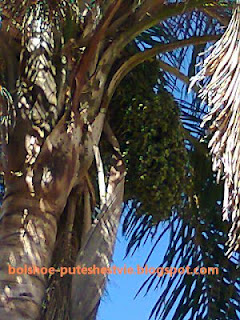 фотография пальмы