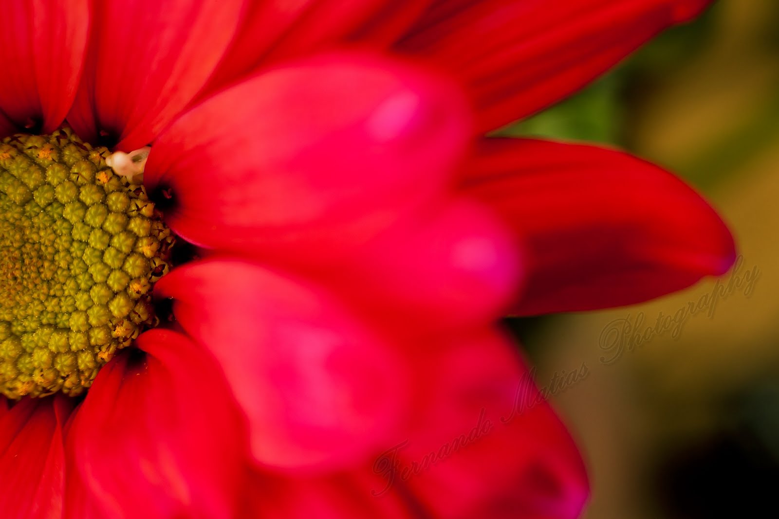 Fernando Matias Photography - Ottawa Ontario - Ottawa Wedding