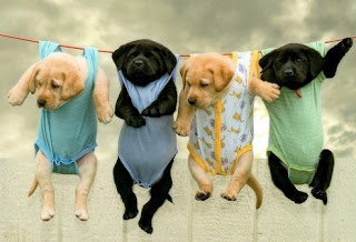 Funny Puppies Playing Funny Puppies Playing